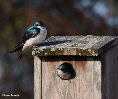 Tree Swallows at nest box