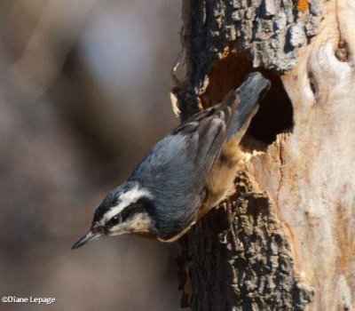 Nuthatches and Creepers of the FWG