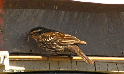 Red-winged blackbird, female