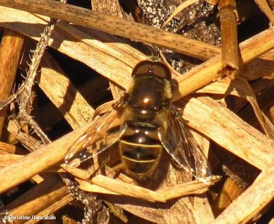 Hover fly (Eristalis)