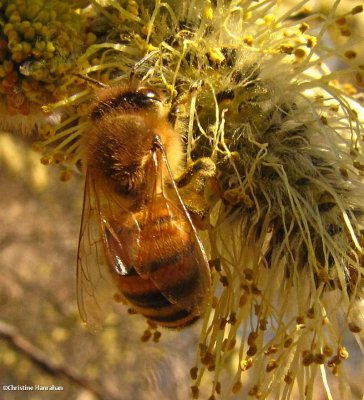 Honey bee on willow (<em>Apis mellifera</em>)