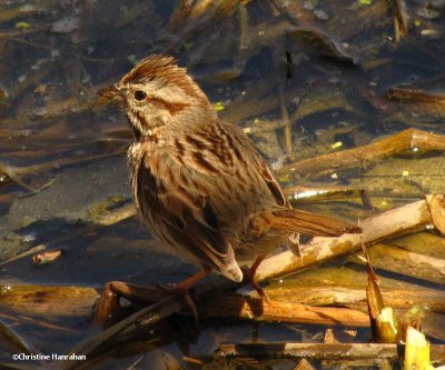 Song sparrow at pond