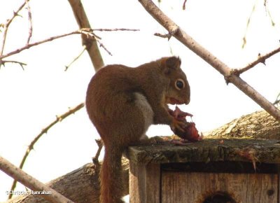 Red squirrel with food
