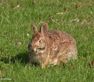 Eastern cottontail rabbit 