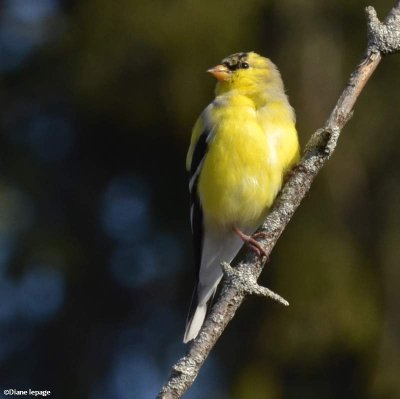 American goldfinch, male