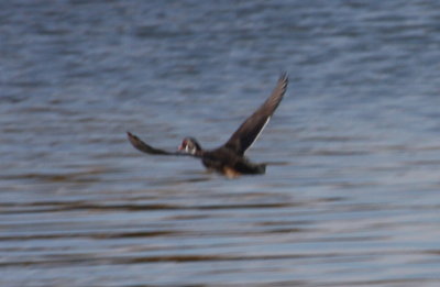 Wood Duck - Duxbury Beach, MA  - October 23, 2012