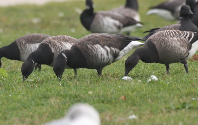 Dark-bellied Brant - Nelson Park -Plymouth, MA - November 2, 2012  [3 of 8]
