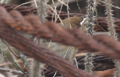 121103 female Indigo Bunting - record photo for late bird