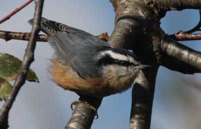 Red-breasted Nuthatch - Duxbury Beach, MA - November 3, 2012