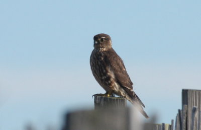 Merlin - Duxbury Beach, MA - November 9, 2012