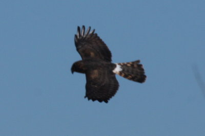 Northern Harrier (juv.) - Duxbury Beach, MA - November 9, 2012  -  note white in primaries