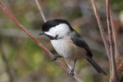 Black-capped Chickadee - Duxbury Beach, MA - November 3, 2012
