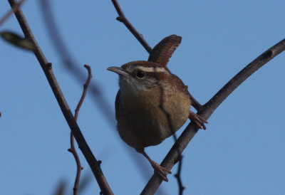 Carolina Wren - Duxbury Beach, MA - November 3, 2012