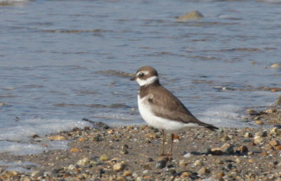 Semipalmated Plover - Duxbury Beach, MA - November 12, 2012  ---   record photo for late date