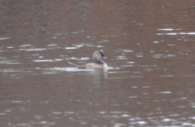 Ruddy Duck (female) - Hedges Pond, Plymouth MA - November 20, 2012