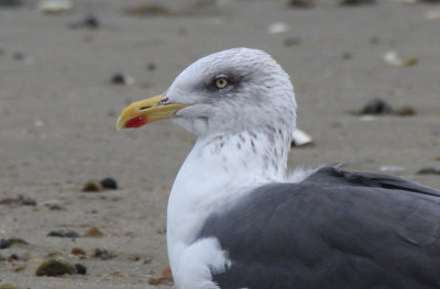 Lesser Black-backed Gull - Plymouth, MA - November 20, 2012