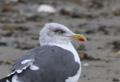 Plymouth Lesser BB Gull - near town wharf - Nov 20, 2012