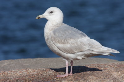 Kumlien's Gull - Plymouth (MA) Town Pier - November 29, 2012