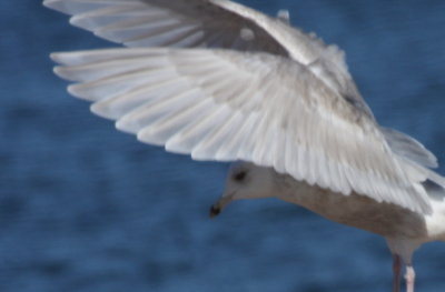 Kumlien's Gull - Plymouth (MA) Town Pier - November 29, 2012