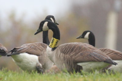 Canada Goose with marked collar near Hallett Pond Yarmouthport MA - December 1, 2012