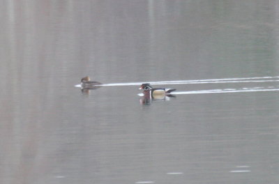 Wood Duck - Duxbury, MA - Devember 7, 2012 (record shot for a late sighting)