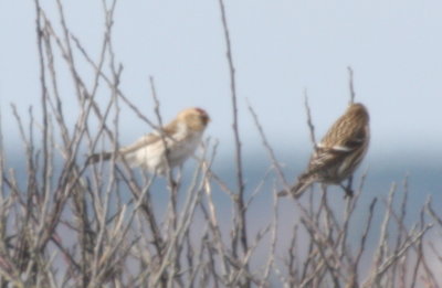 Hoary and Common Redpoll - Duxbury Beach, MA - December 9, 2012