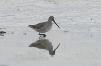 2012 Birding Photos not from Duxbury Beach