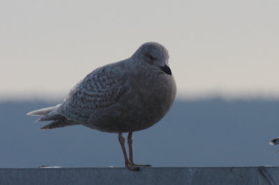 Kumlien's Iceland Gull (1st yr) - Plymouth, MA - January 17, 2013