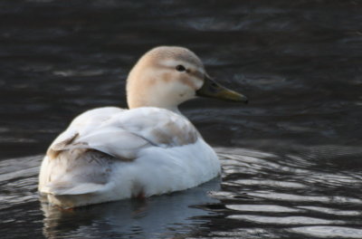 Leucistic Mallard - Jenney's Mill Pond, Plymouth, MA - January 17, 2013  [5 of 6]