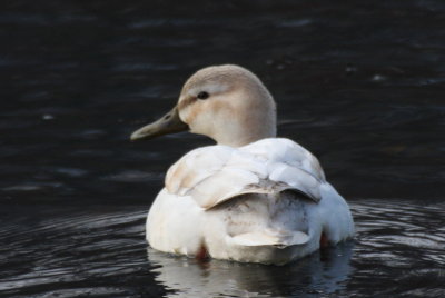 Leucistic Mallard - Jenney's Mill Pond, Plymouth, MA - January 17, 2013  [6 of 6]