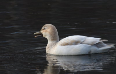 Leucistic Mallard - Jenney's Mill Pond, Plymouth, MA - January 17, 2013  [3 of 6]