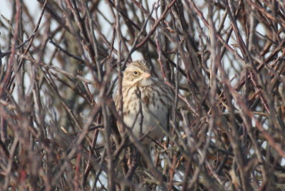 Ipswich Sparrow - Duxbury Beach, MA - January 21, 2013