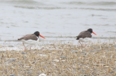 American Oystercatchers - Duxbury Beach, MA - April 13, 2013