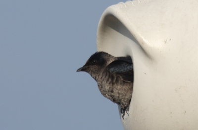 Purple Martin female in gourd at DWWS - Marshfield, MA - April 15, 2013 - my first of year 
