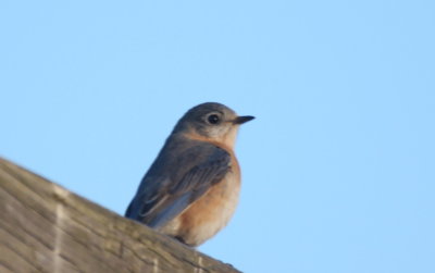 Eastern Bluebird at DWWS - Marshfield, MA - April 15, 2013