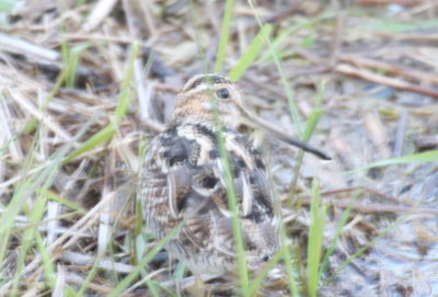 Wilson's Snipe at DWWS - Marshfield, MA - April 15, 2013