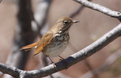 Hermit Thrush - Duxbury Beach, MA - April 17, 2013