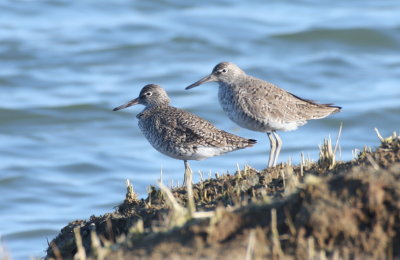 Willet - Duxbury Beach, MA - April 21, 2013