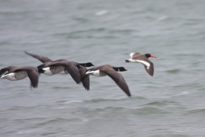 Am. Oystercatcher flying with Brant - Duxbury Beach, MA  - April 24, 2013  [1 of 2]