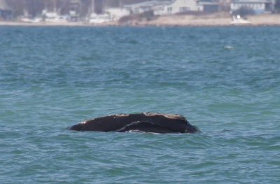 Right Whale off Duxbury Beach, MA -April 27, 2013 [1 of 4]