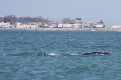 Right Whale off Duxbury Beach, MA -April 27, 2013 [12of 4]