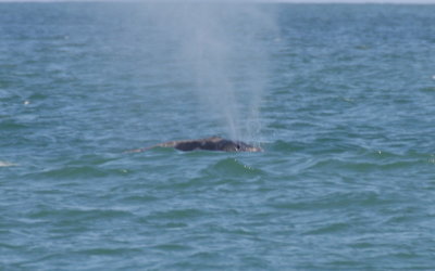 Right Whale off Duxbury Beach, MA -April 27, 2013 [4 of 4]