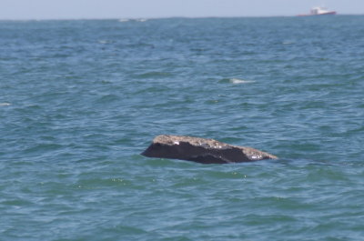 Right Whale off Duxbury Beach, MA -April 27, 2013 [3 of 4]