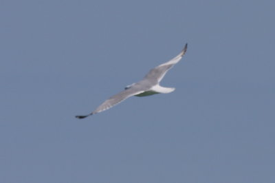 Herring Gull - with right wing leucism above and underside  [1 of 3]  - Apr. 27, 2013