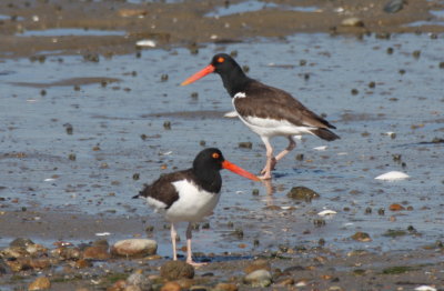 American Oystercatchers - Duxbury Beach, MA - May 1, 2013