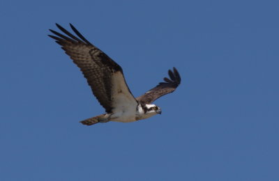 Osprey - Duxbury Beach, MA - May 1, 2013