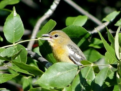 Juvenile Baltimiore Oriole