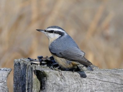 Red-breasted Nuthatch (female)