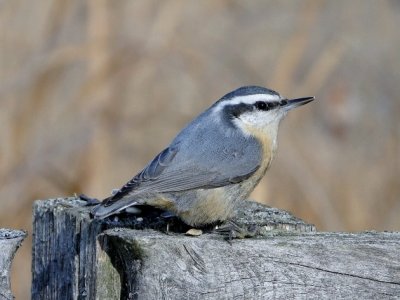 Red-breasted Nuthatch (female)