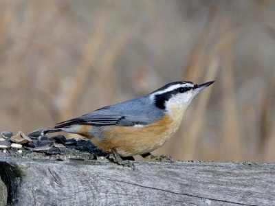 Red-breasted Nuthatch (male)